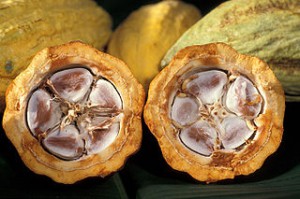 320px-Cacao-pod-k4636-14