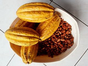 320px-Theobroma_cacao_(Cacao_2)