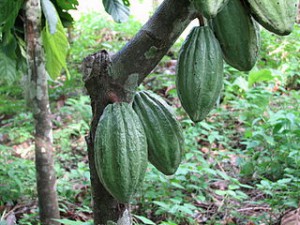 benefits of chocolate  320px-Theobroma_cacao_Fruit_Linne 