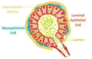 extracellularmatrixacinus