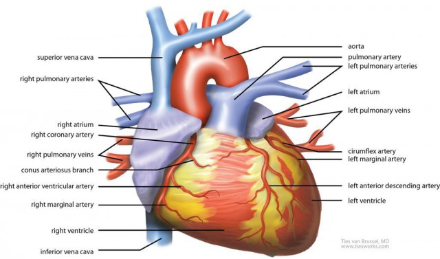 What’s the Right Treatment for Coronary Artery Blockages? - Medivizor
