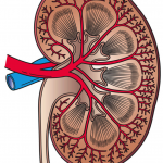 Kidney_Cross_Section