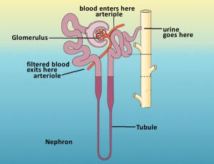 Nephron-with-glomerulus-and-tubule2