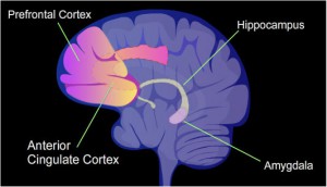 amygdala