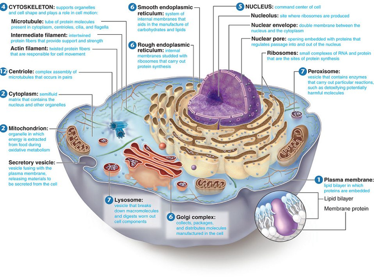 Oncology Basics 2016: Understanding the Cells