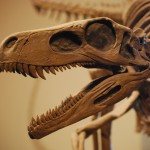 Herrerasaurus_Skull_FMNH