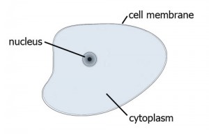 cell_diagram1