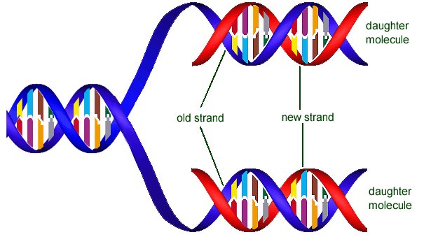 DNA