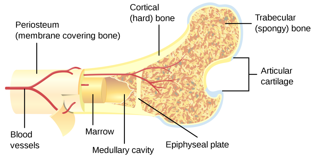 osteoporosis