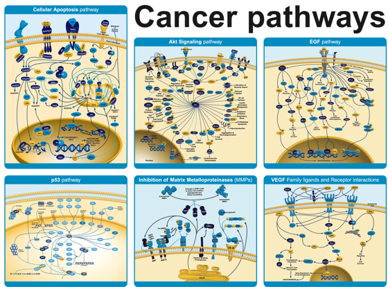 example of cancer pathways by abcam
