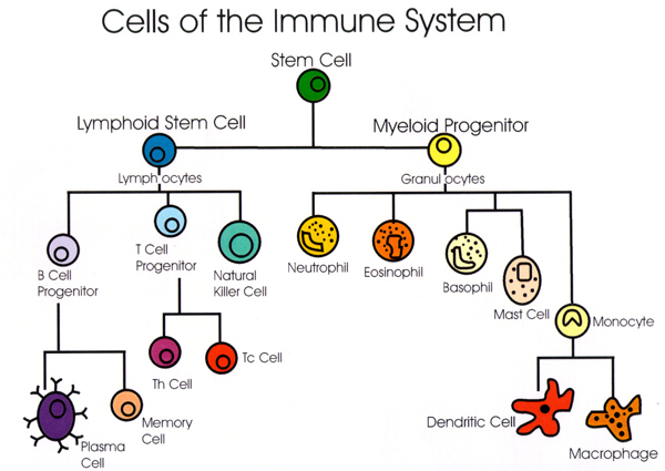 immune cell repertoire