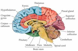 brain hypothalamus