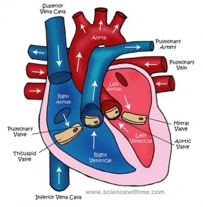 atrial fibrillation