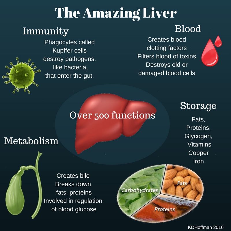 8 Interesting Facts About Your Liver The Fact Site | Images and Photos ...