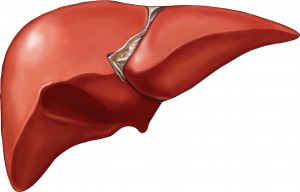 liver