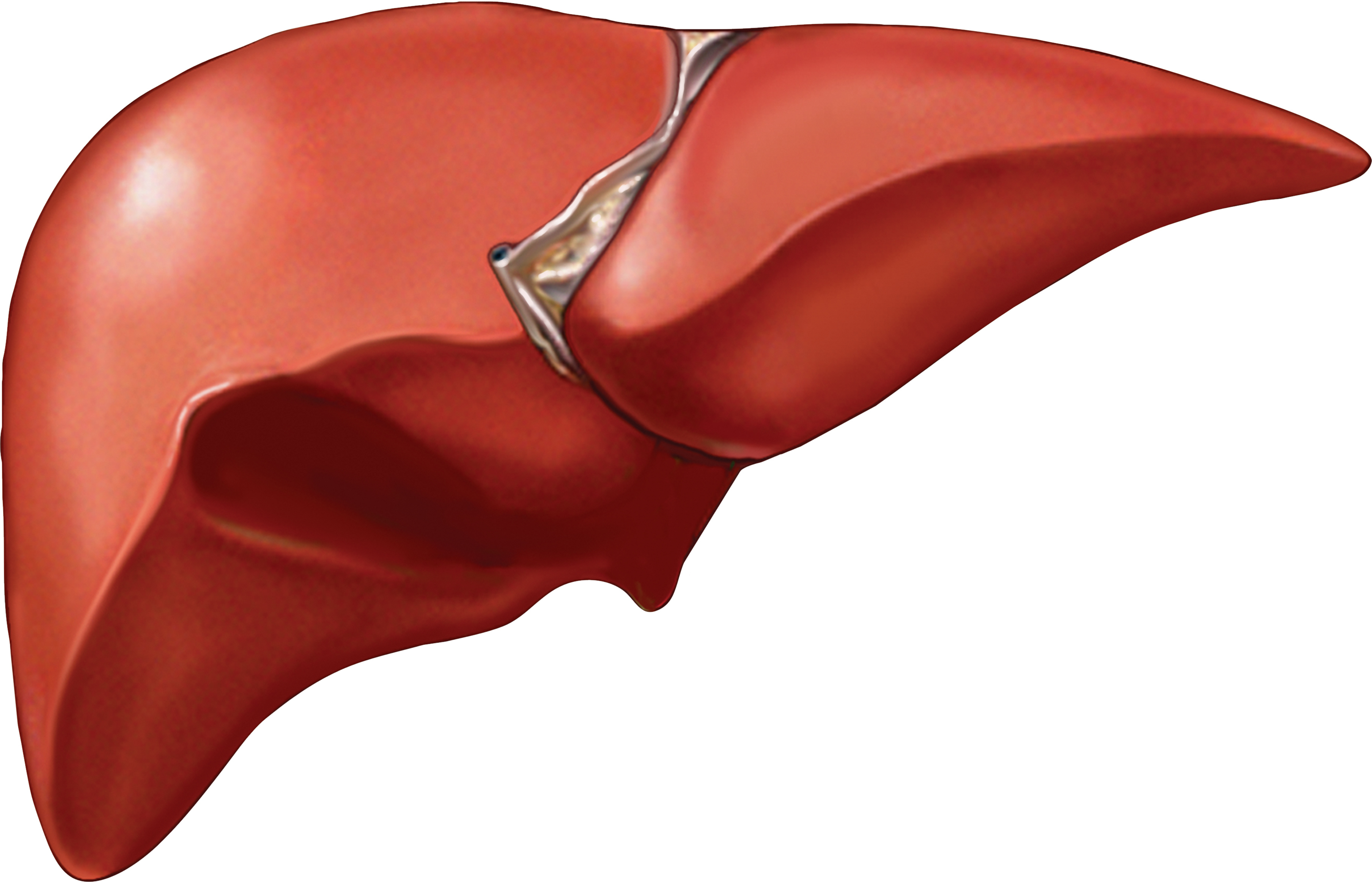 Are Liver Lesions Deadly