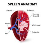 5 Facts You Probably Didn't Know About Your Spleen