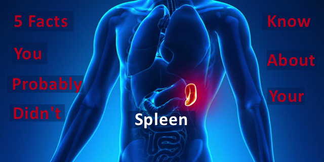 What Is The Spleen In Spanish