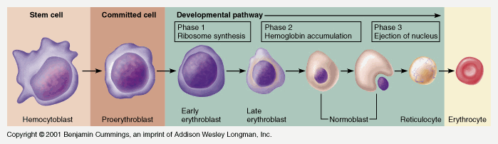 https://medivizor.com/blog/wp-content/uploads/2017/06/Erythrocyte-Differentiation.png