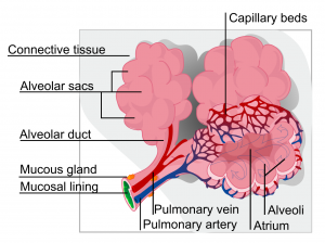 lungs