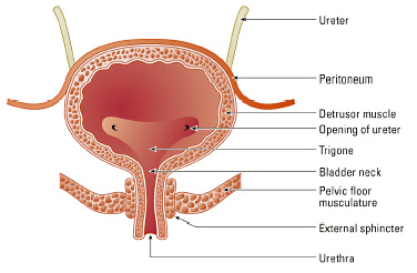 5 Facts You Probably Didn't Know About the Bladder