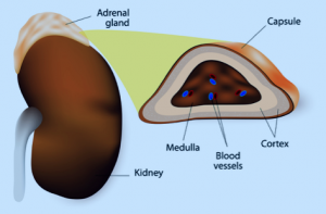 the adrenal glands produce hormones that are involved in