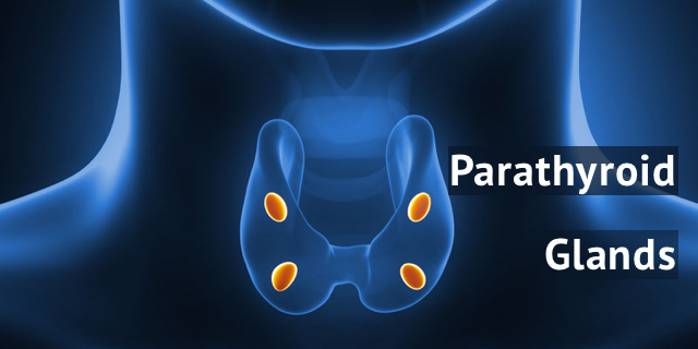 Picture Of Parathyroid Gland