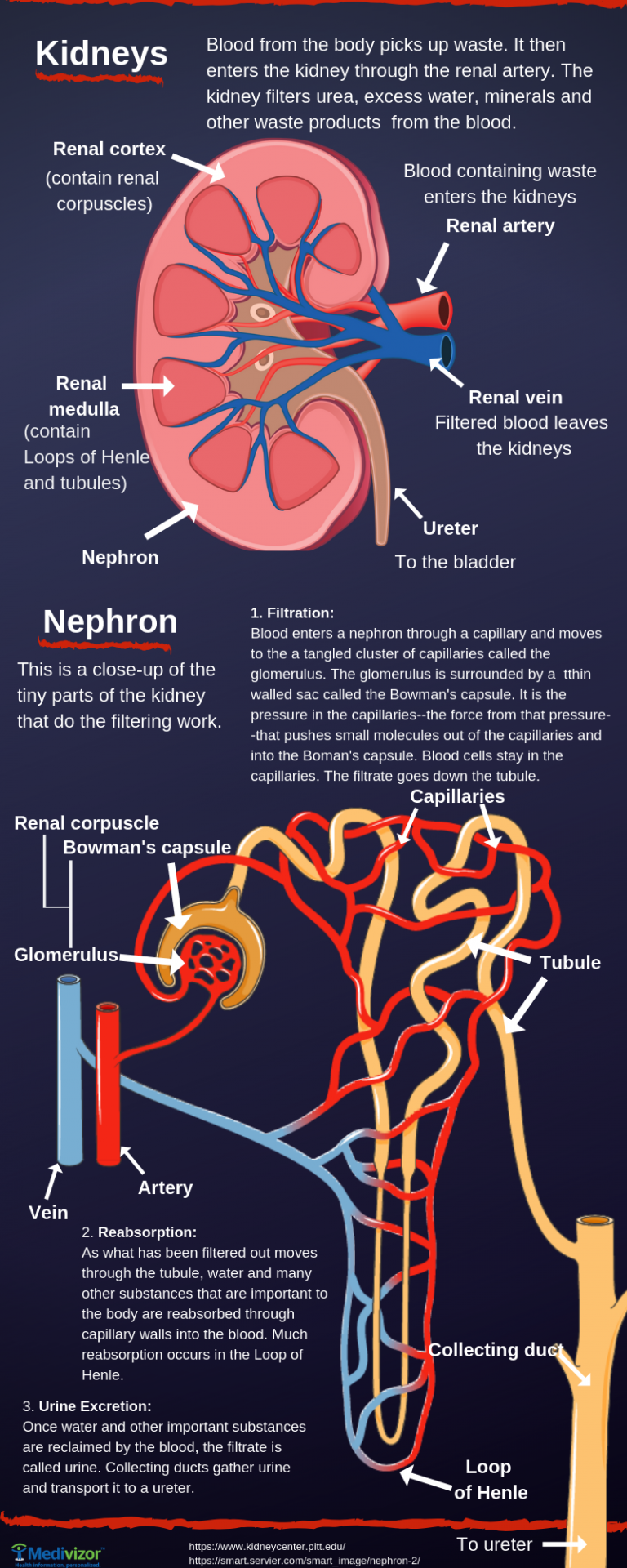 Kidney Labelled Diagram Gcse