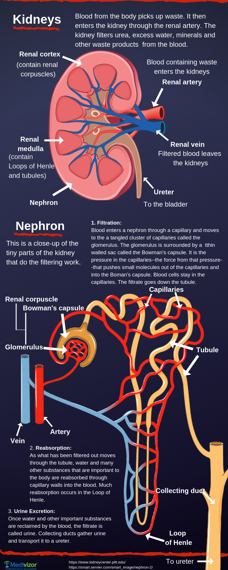 kidneys and blood pressure connection