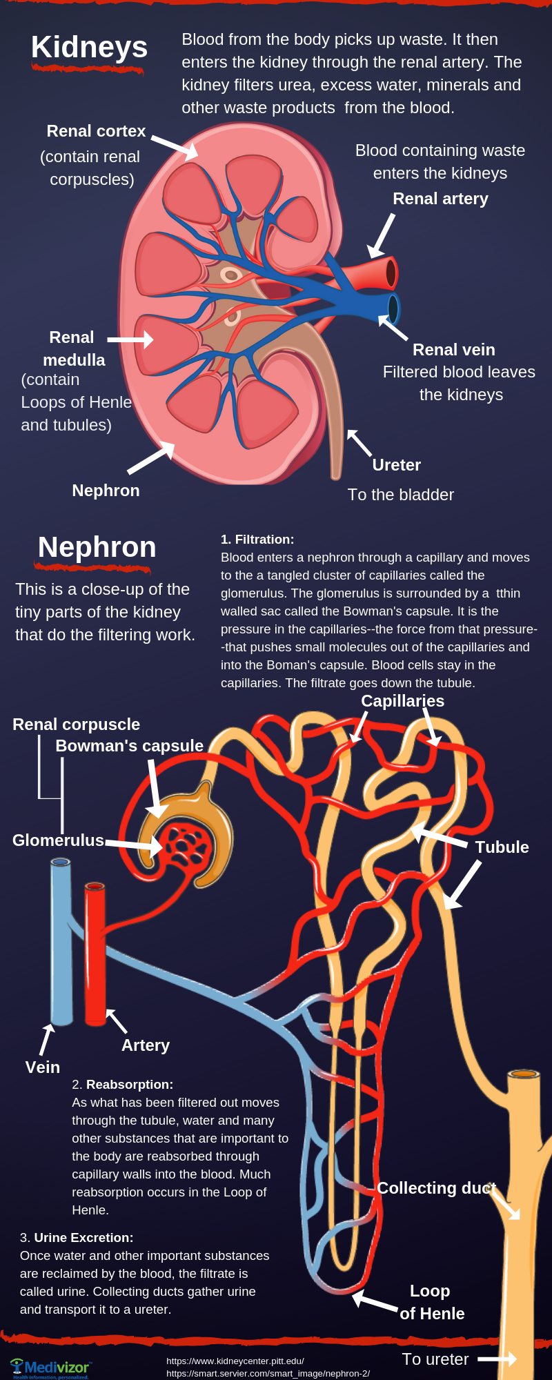 lumen anatomy