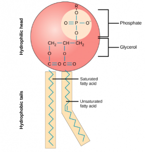 nanodrugs