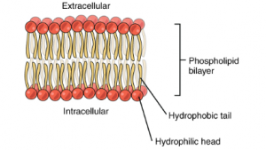 nanodrugs