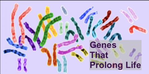Genes That Prolong Life