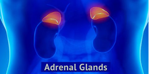 5 Things You Probably Didn’t Know About Your Adrenal Glands