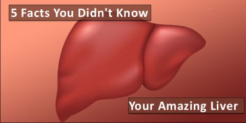 5 Facts You Probably Didn’t Know About Your Liver