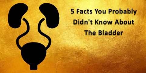 5 Facts You Probably Didn’t Know About An Unappreciated Organ:  The Bladder